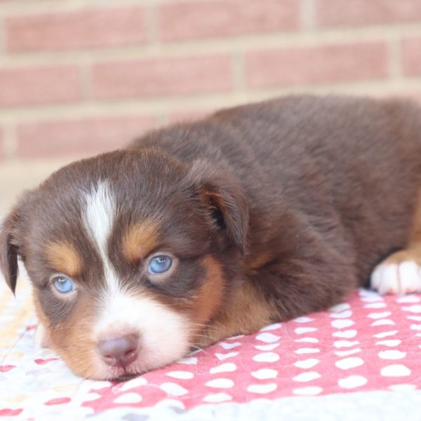 Miniature Australian Shepherd Puppy for Sale