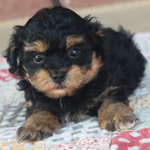 F1 Havapoo Puppy for Sale
