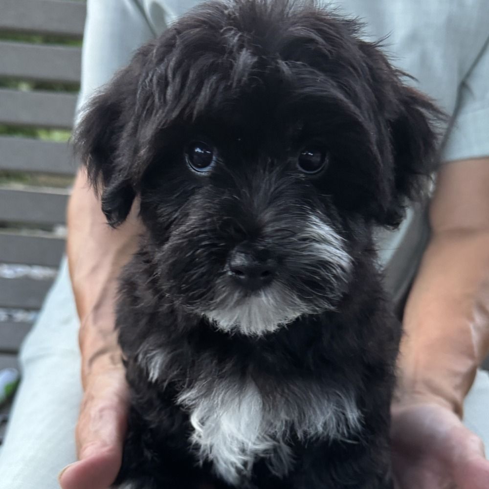 Morkie Puppy for Sale in NYC