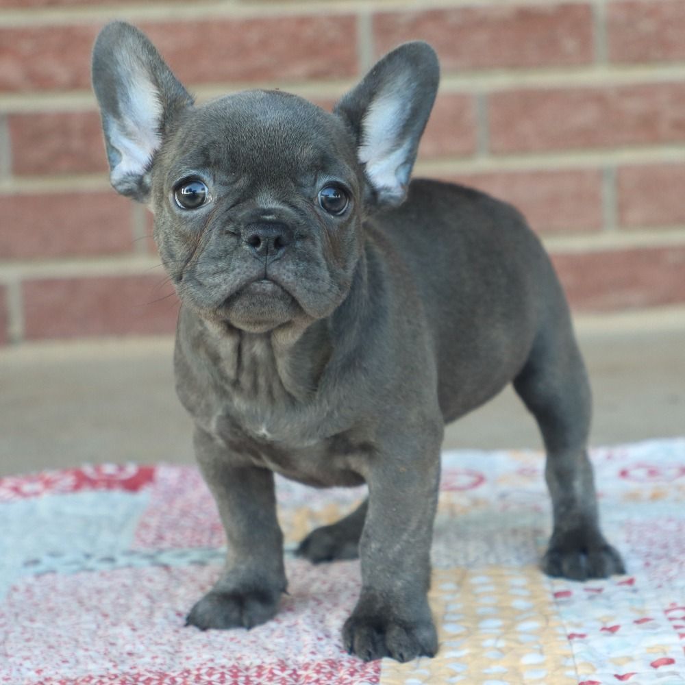 French Bulldog Puppy for Sale in NYC