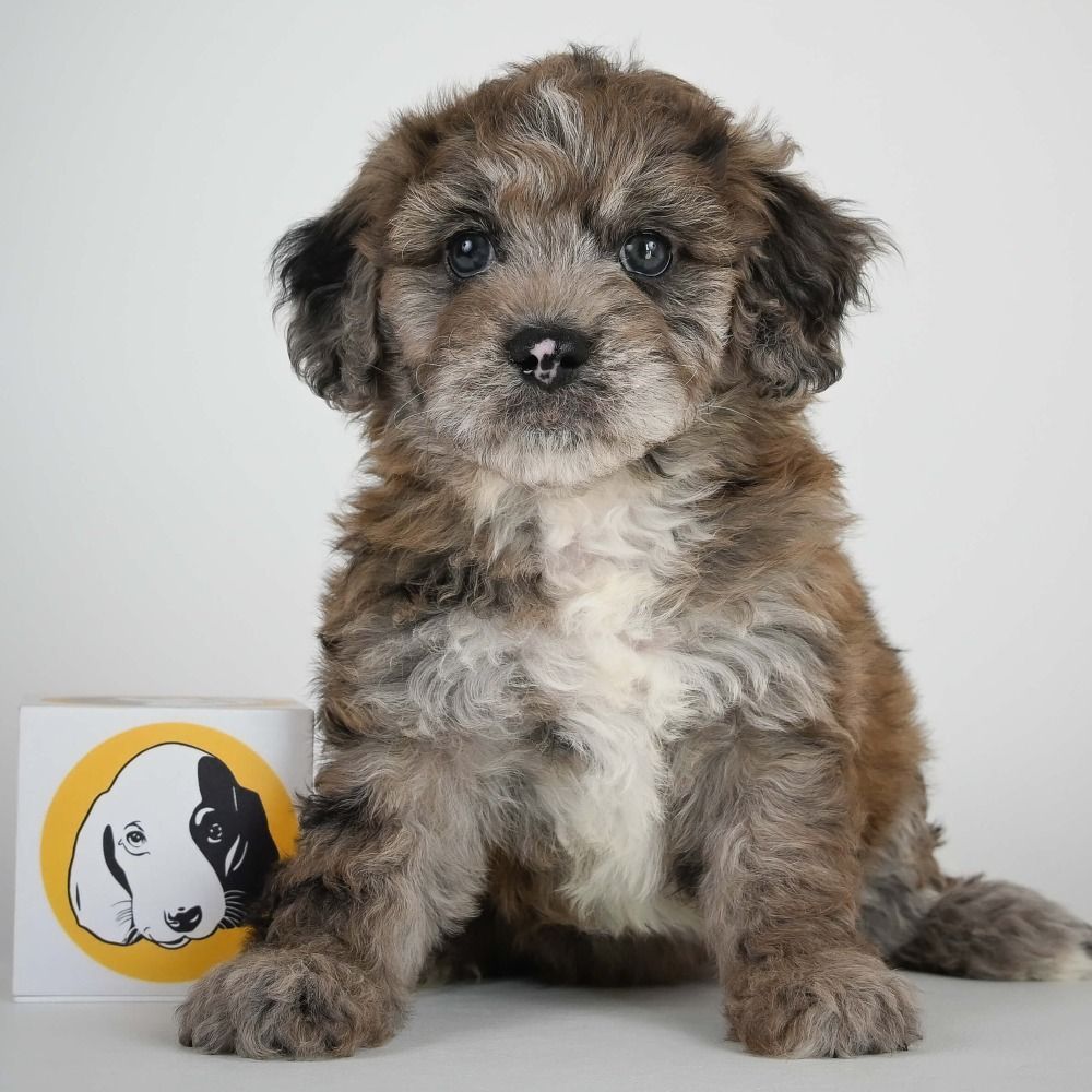 F1 Maltipoo Puppy for Sale in NYC