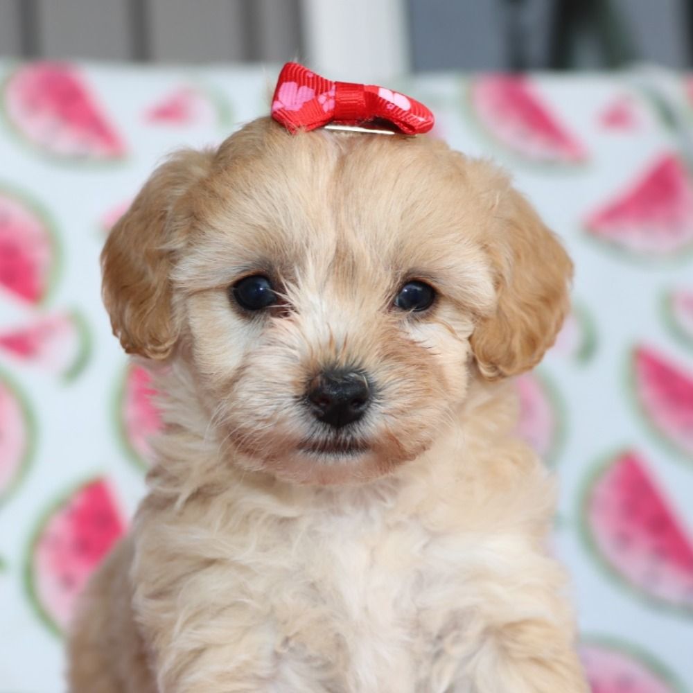 F1b Mini Goldendoodle Puppy for Sale in NYC