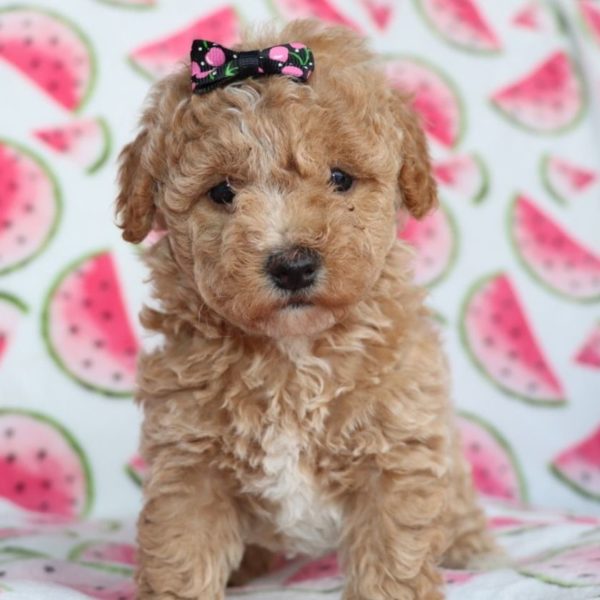 F1b Mini Goldendoodle Puppy for Sale