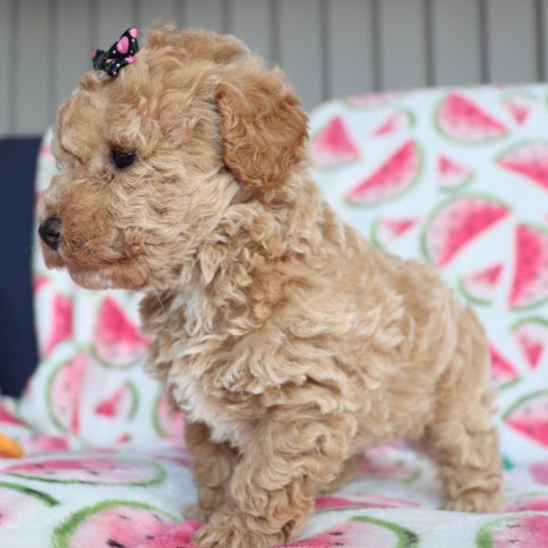 F1b Mini Goldendoodle Puppy for Sale