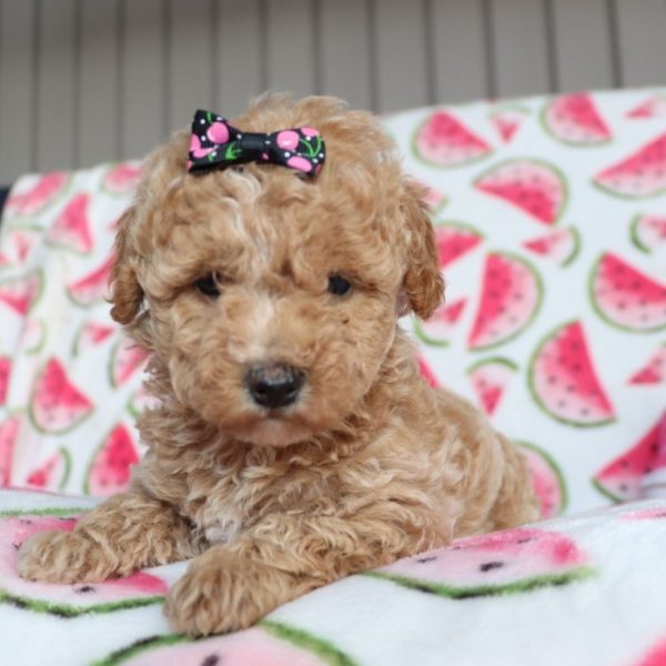 F1b Mini Goldendoodle Puppy for Sale