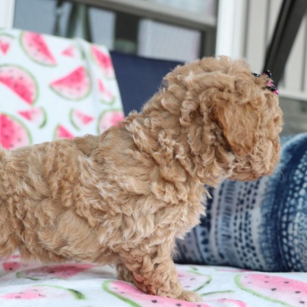 F1b Mini Goldendoodle Puppy for Sale