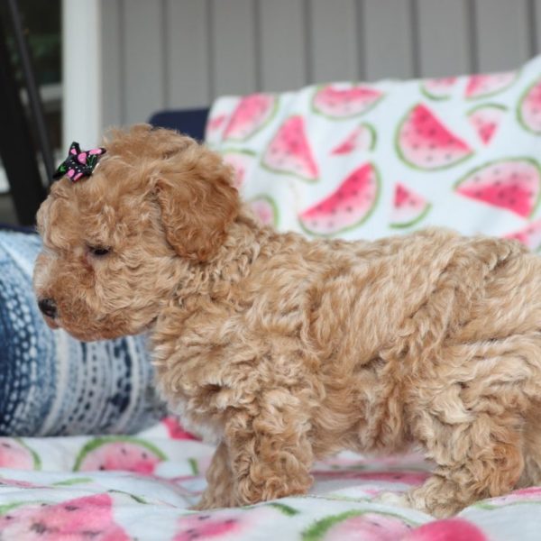 F1b Mini Goldendoodle Puppy for Sale