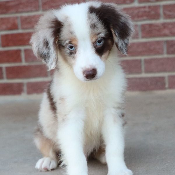 Miniature Australian Shepherd Puppy for Sale