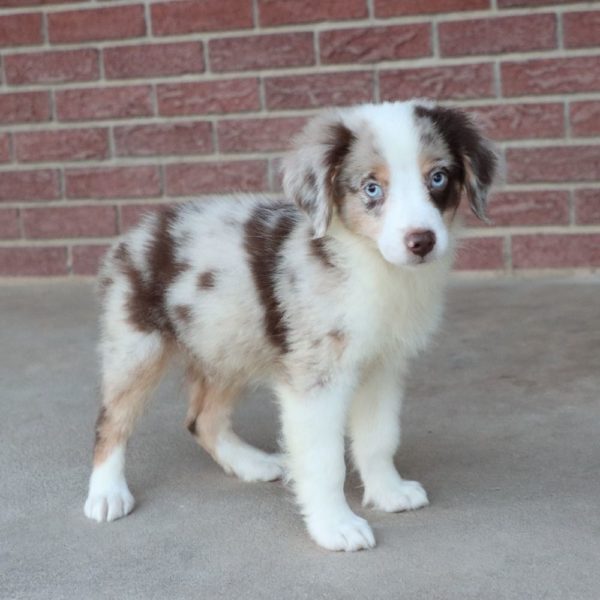 Miniature Australian Shepherd Puppy for Sale