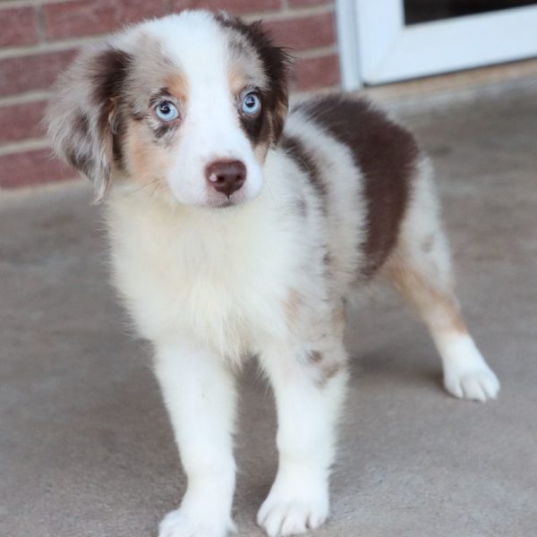 Miniature Australian Shepherd Puppy for Sale