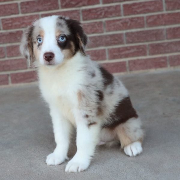 Miniature Australian Shepherd Puppy for Sale