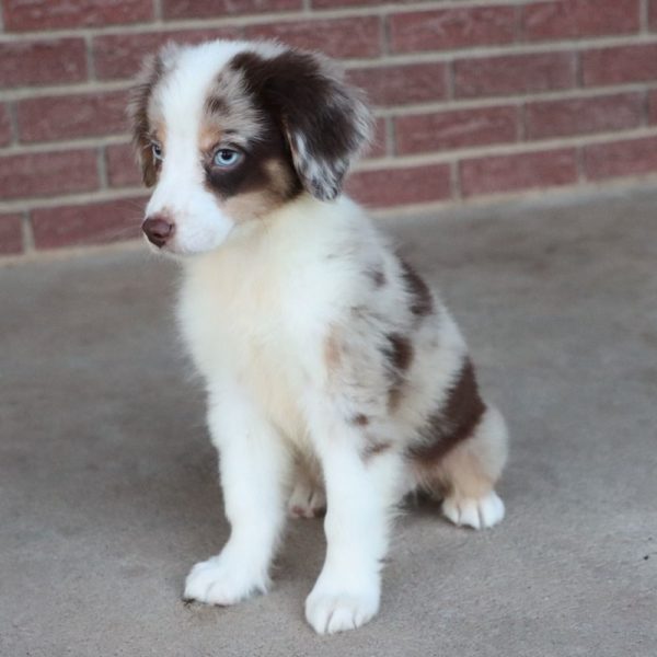 Miniature Australian Shepherd Puppy for Sale