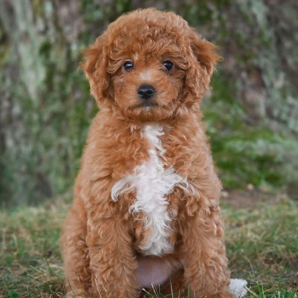 F1b Cavapoo Puppy for Sale