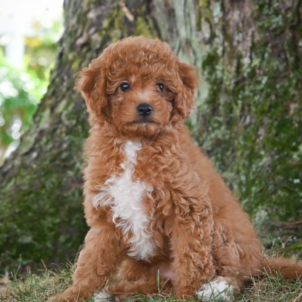 F1b Cavapoo Puppy for Sale