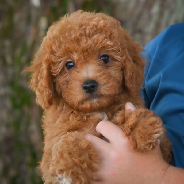 F1b Cavapoo Puppy for Sale