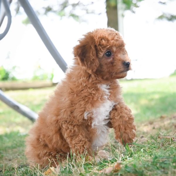 F1b Cavapoo Puppy for Sale