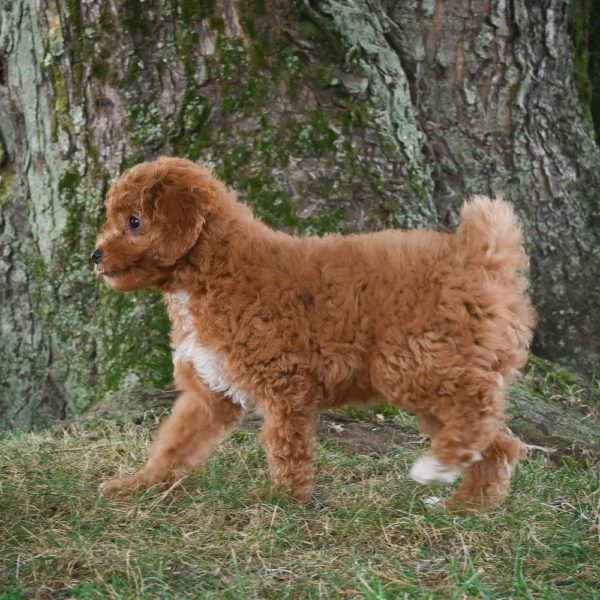 F1b Cavapoo Puppy for Sale