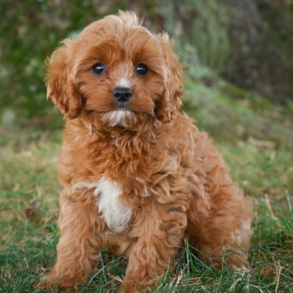 Male F1b Cavapoo Puppy for Sale | ID 0416-RY