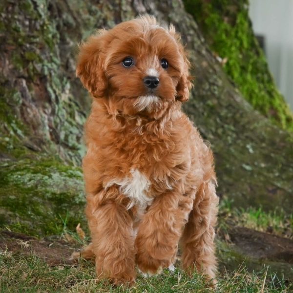 F1b Cavapoo Puppy for Sale