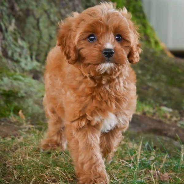 F1b Cavapoo Puppy for Sale