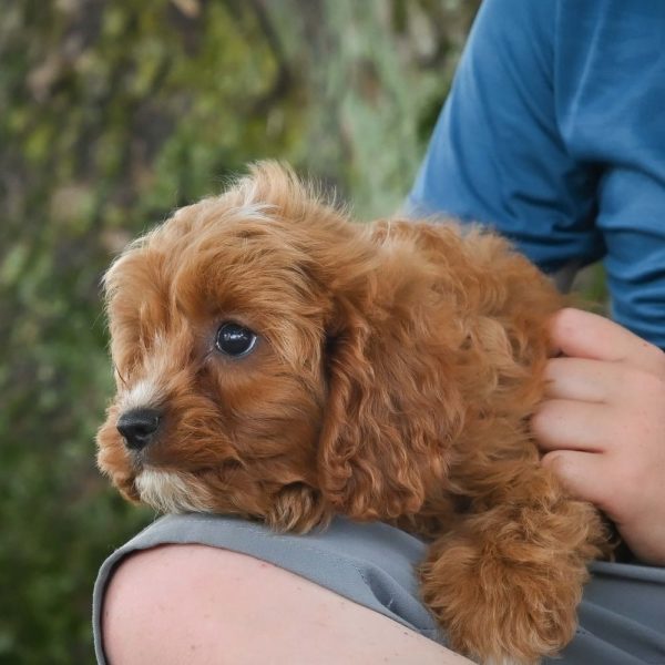 F1b Cavapoo Puppy for Sale