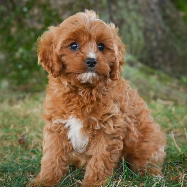 F1b Cavapoo Puppy for Sale