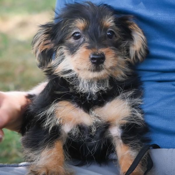 Yorkiepoo Puppy for Sale