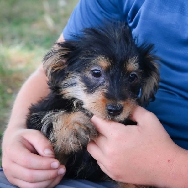 Yorkiepoo Puppy for Sale