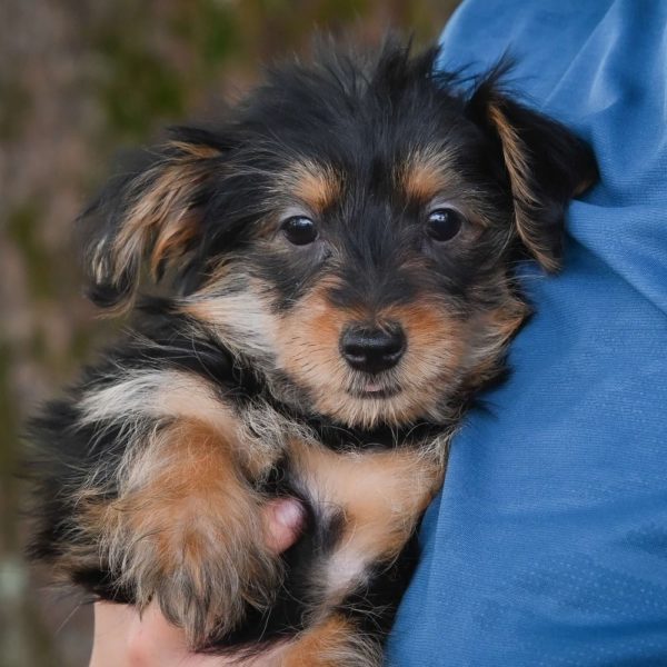 Yorkiepoo Puppy for Sale