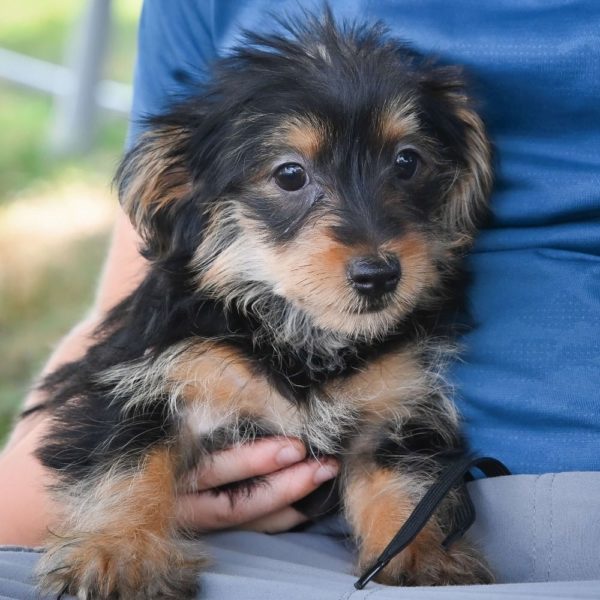 Yorkiepoo Puppy for Sale