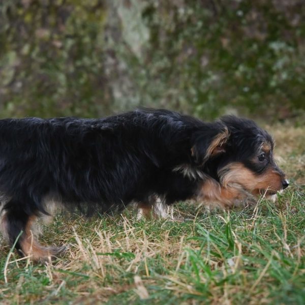 Yorkiepoo Puppy for Sale