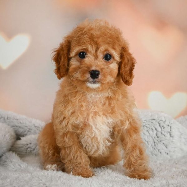 F1b Cavapoo Puppy for Sale