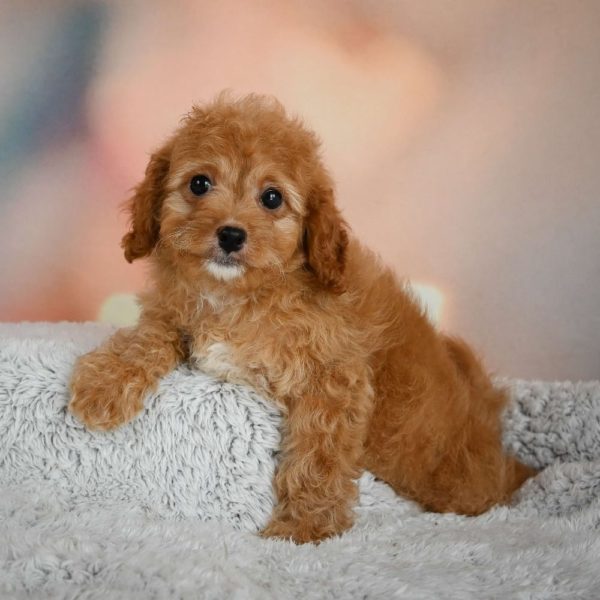 F1b Cavapoo Puppy for Sale