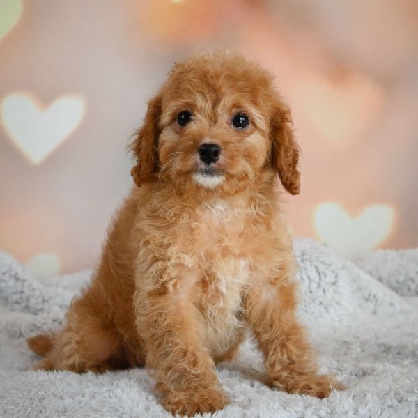 F1b Cavapoo Puppy for Sale