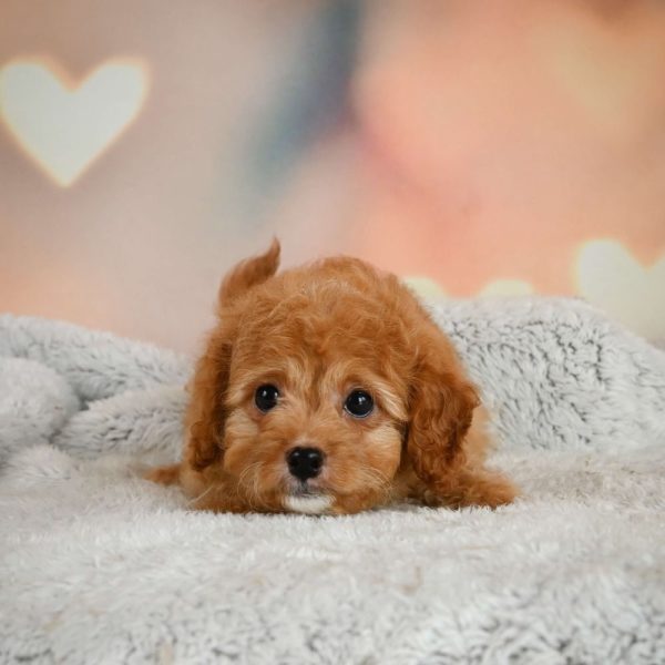 F1b Cavapoo Puppy for Sale