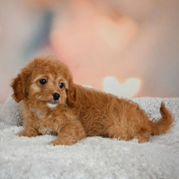 F1b Cavapoo Puppy for Sale