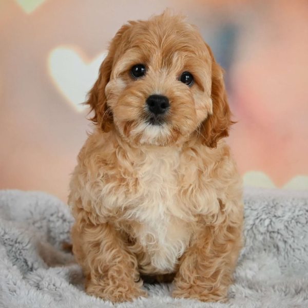 F1b Cavapoo Puppy for Sale