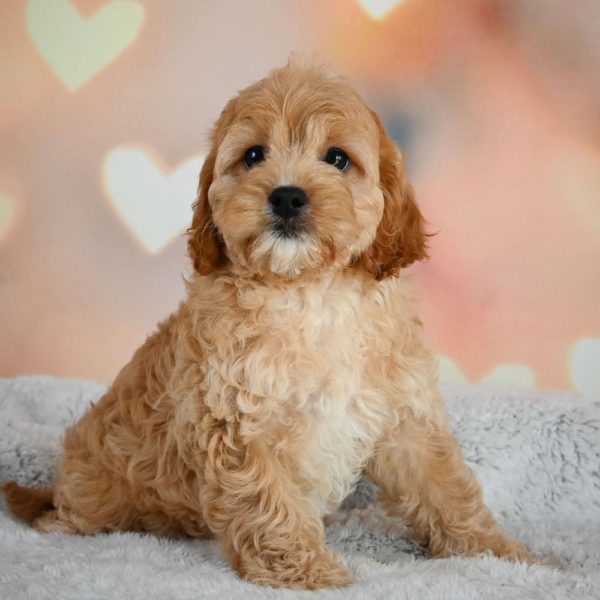 F1b Cavapoo Puppy for Sale