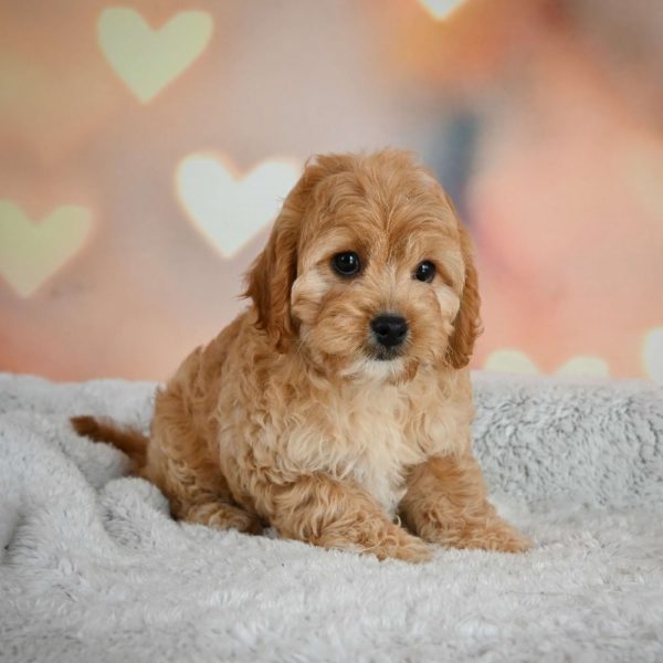 F1b Cavapoo Puppy for Sale