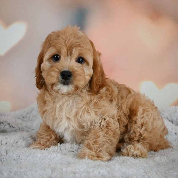 F1b Cavapoo Puppy for Sale