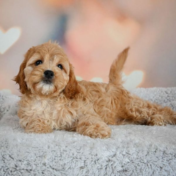 F1b Cavapoo Puppy for Sale