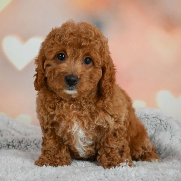 F1b Cavapoo Puppy for Sale