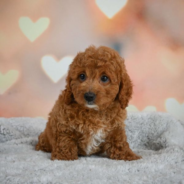 F1b Cavapoo Puppy for Sale