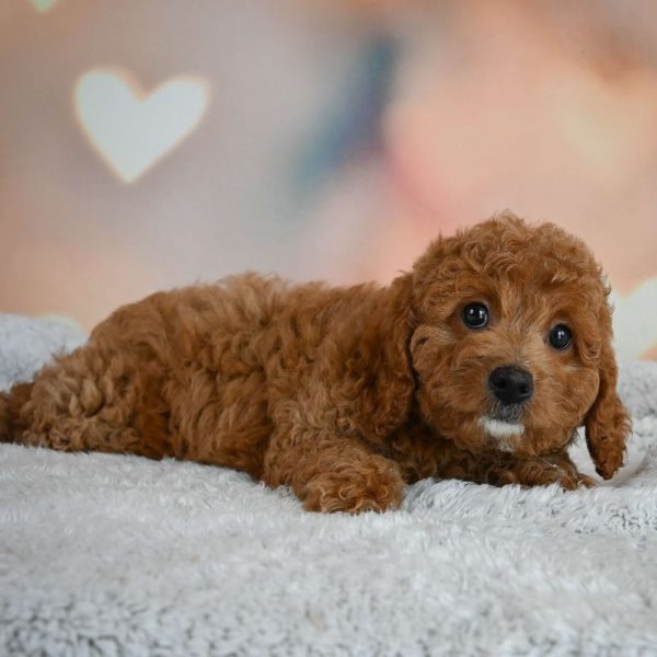 F1b Cavapoo Puppy for Sale