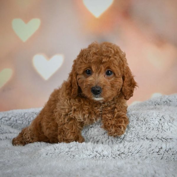 F1b Cavapoo Puppy for Sale