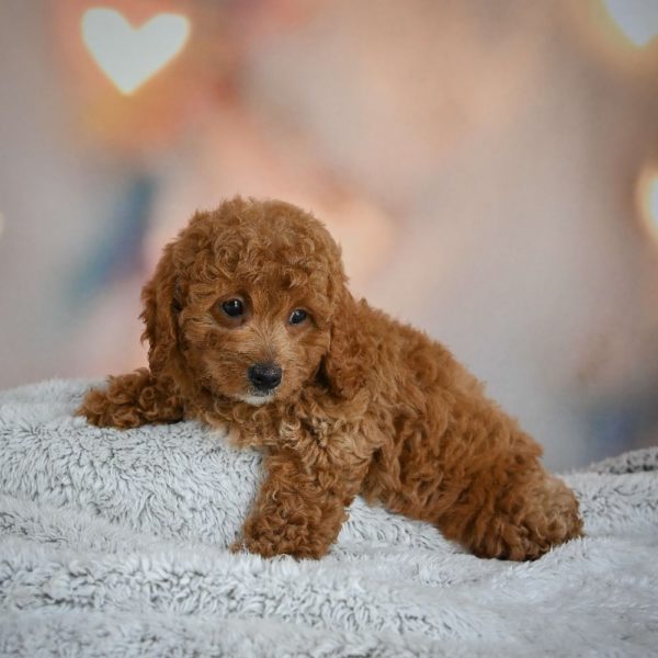 F1b Cavapoo Puppy for Sale