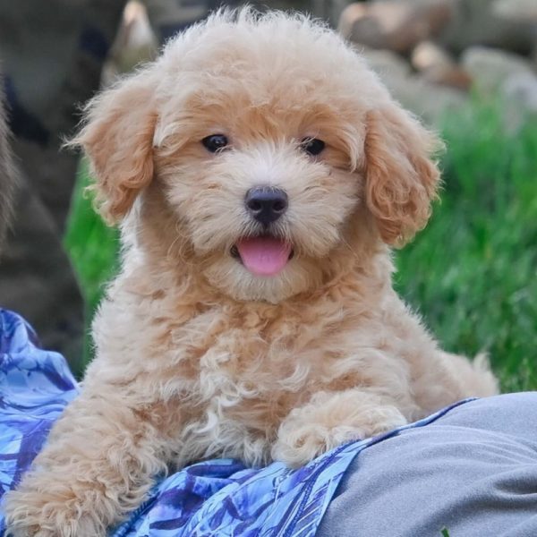 F1 Maltipoo Puppy for Sale