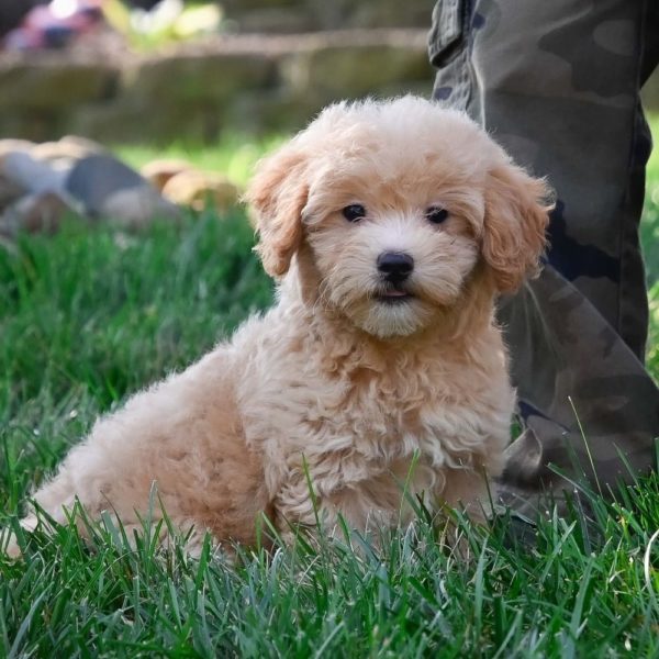 F1 Maltipoo Puppy for Sale