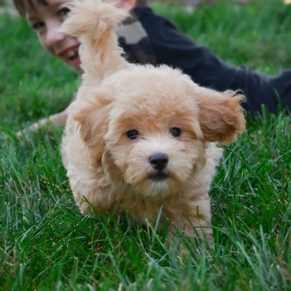 F1 Maltipoo Puppy for Sale