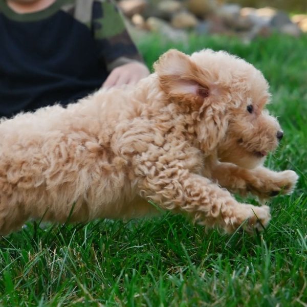 F1 Maltipoo Puppy for Sale